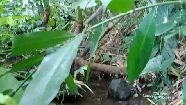 SUNGAI ANGKER INI JADI SARANG IKAN CHANNA LIMBATA - Cara menemukan SARANG ikan channa Limbata