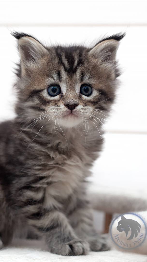 Arcanum Pride Isolda