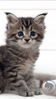 Arcanum Pride Isolda