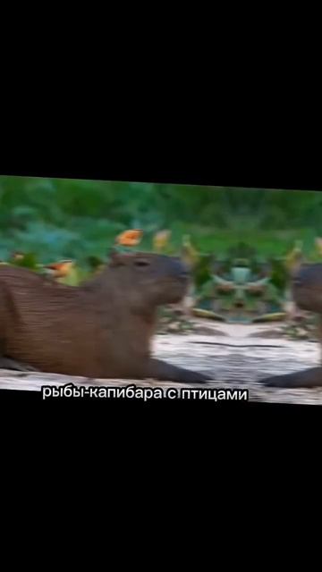 какая ты капибара по имени