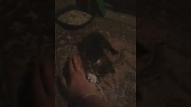 Маська часть 5 "вараг на моей територии"