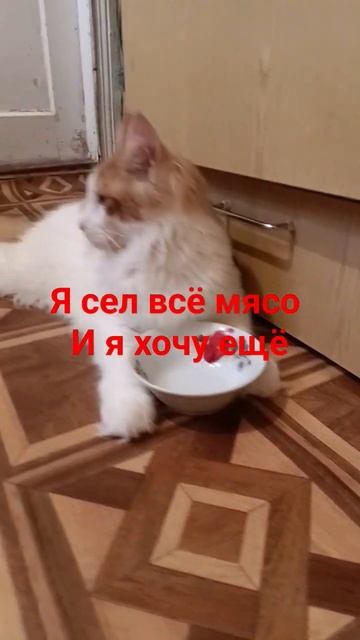 мой кот майкун Лео