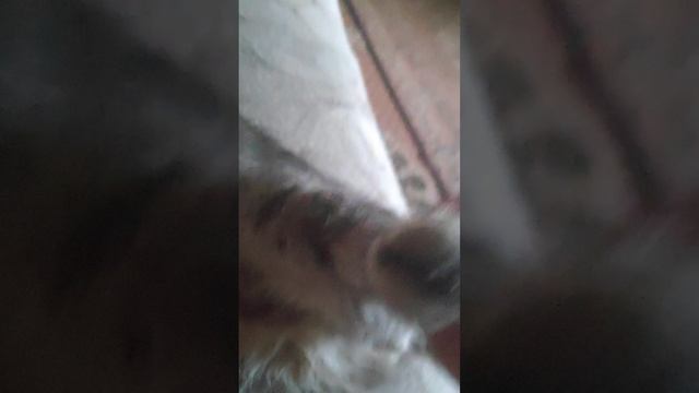 Мой кот