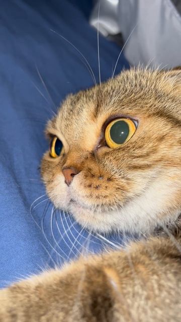 Милая шотландская вислоухая кошка 🐱