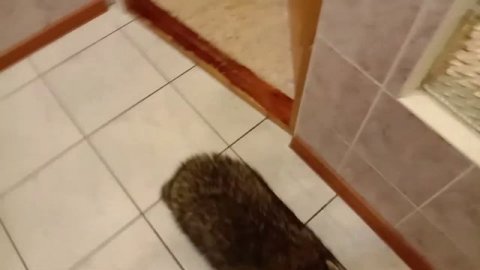 Енот уже добрался и до холодильника