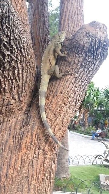 Giant Iguana Climbing Tree:galapagos Islands,galapagos Iguana,ecuador,guayaquil Ecuador,galapgos