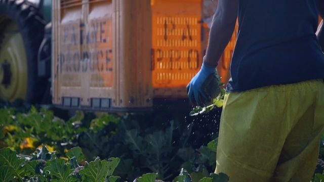 Unpacking the Vegetable Industry - The Western Australia Horticulture Industry