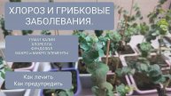 🍁🔴 ❗ХЛОРОЗ❗КАК ЛЕЧИТЬ❓ ПРИЧИНЫ ЗАБОЛЕВАНИЯ.
