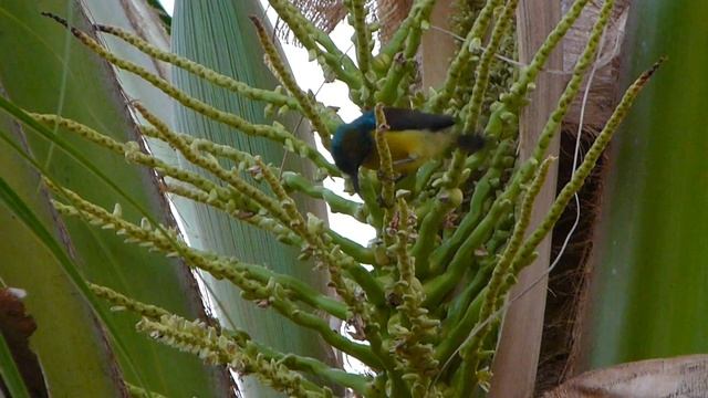 Olive-backed Sunbird (Cinnyris jugularis)