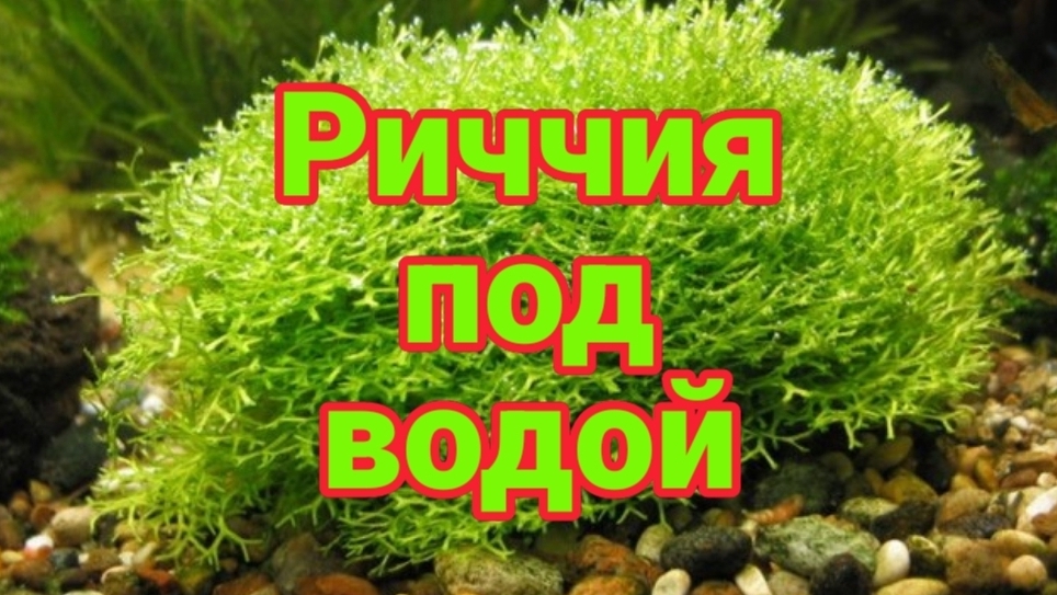 Риччия под водой