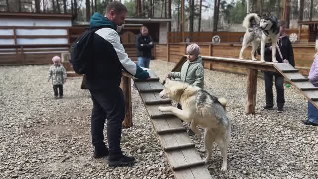 «Гав-Гав Парк» в Домодедово на радость всей семьи