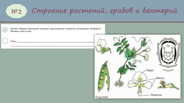 ВПР 7класс Биология_2025 № 2