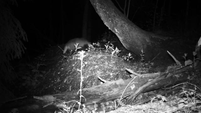ЗАЯЦ-РУСАК & K° (BolyGuard SG2060-k Trail Camera)
