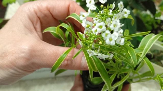 Рассада для нового сезона
