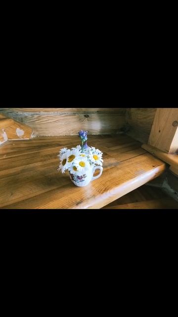 Ромашки 🌼