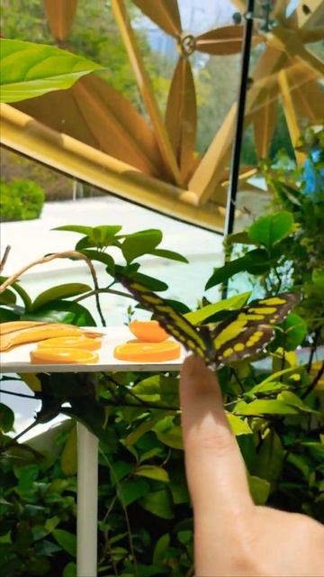How to Catch a Butterfly 🦋