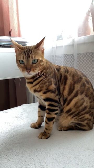 Рокси Тигра, ты? #shorts #бенгалы #bengalivlog #meow #catslove #bengali #kitten #shortvideo #котики