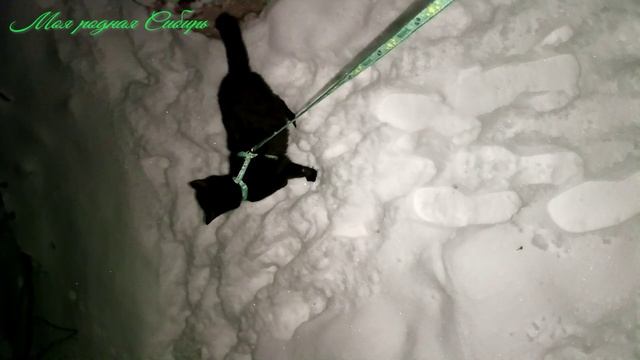 Вечерняя прогулка