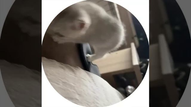 Котёнок кошки Кайли и котика Маню в своём новом доме.