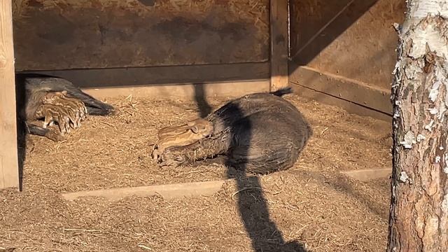 Охота на Кабана