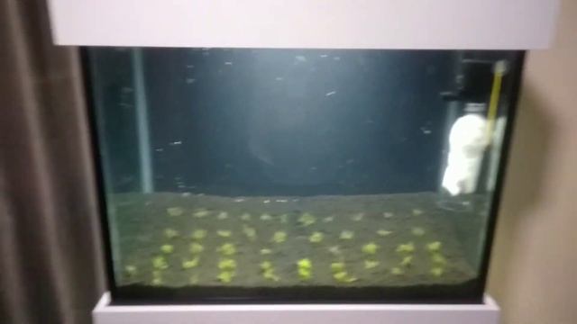 Planta Carpete 