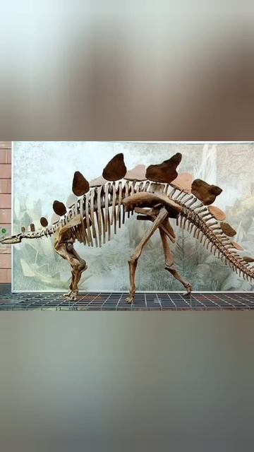 Curiosidades sobre o Estegossauro