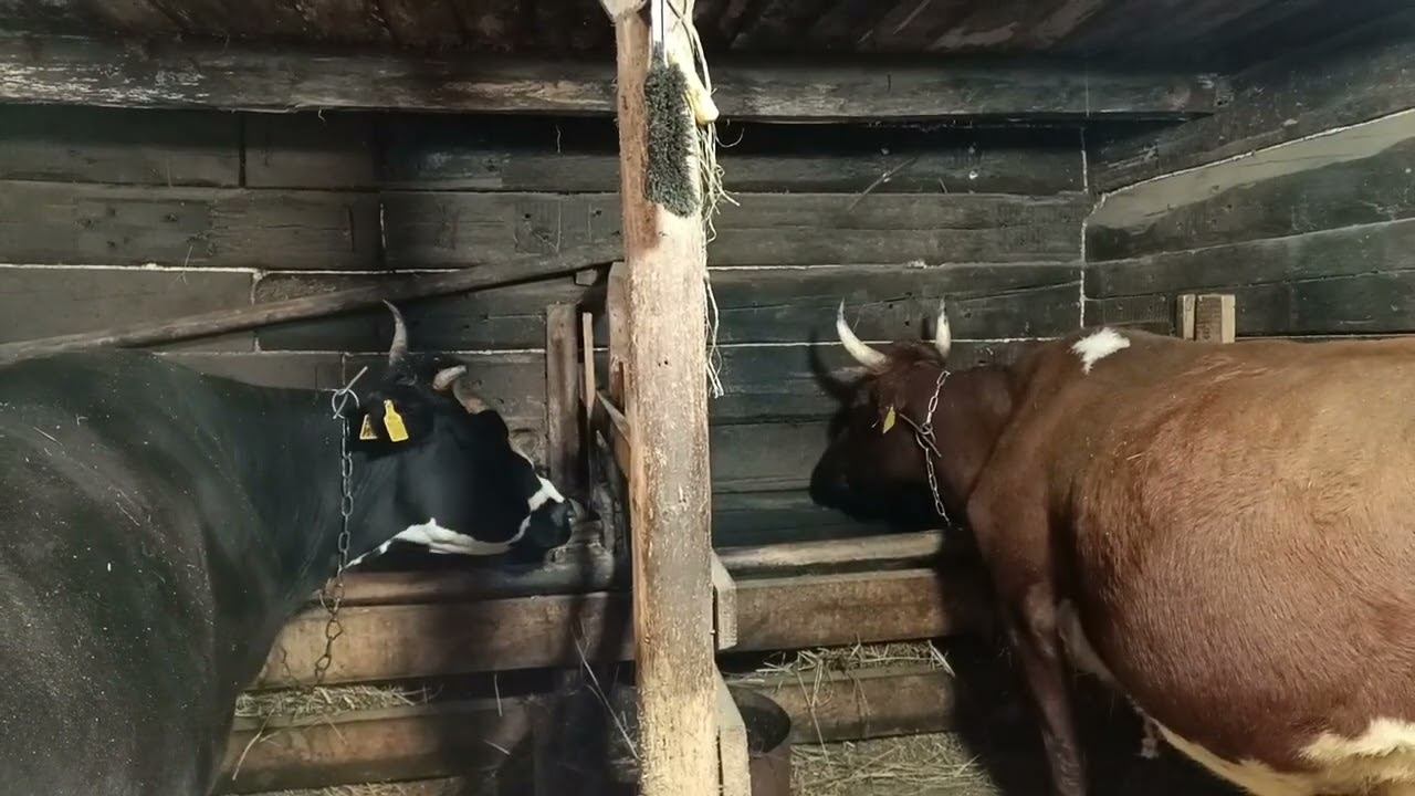 Новости с хозяйства. Жизнь в деревне.