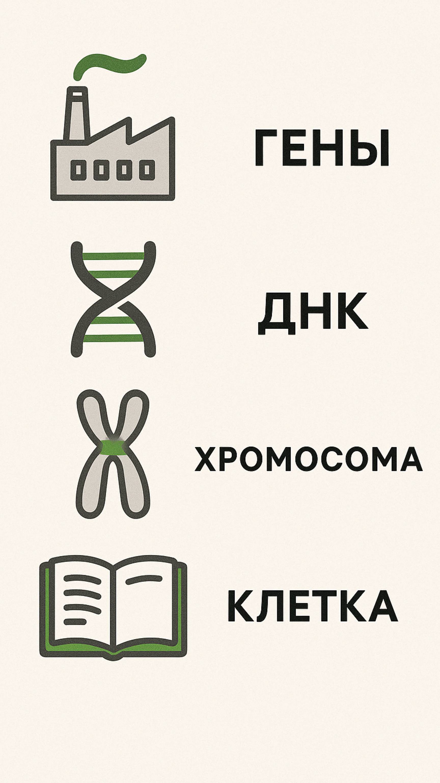 🏭 Представь своё тело как огромный завод