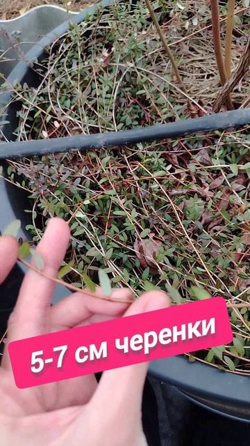 Как размножить клюкву садовую? Черенкование клюквы 🌱