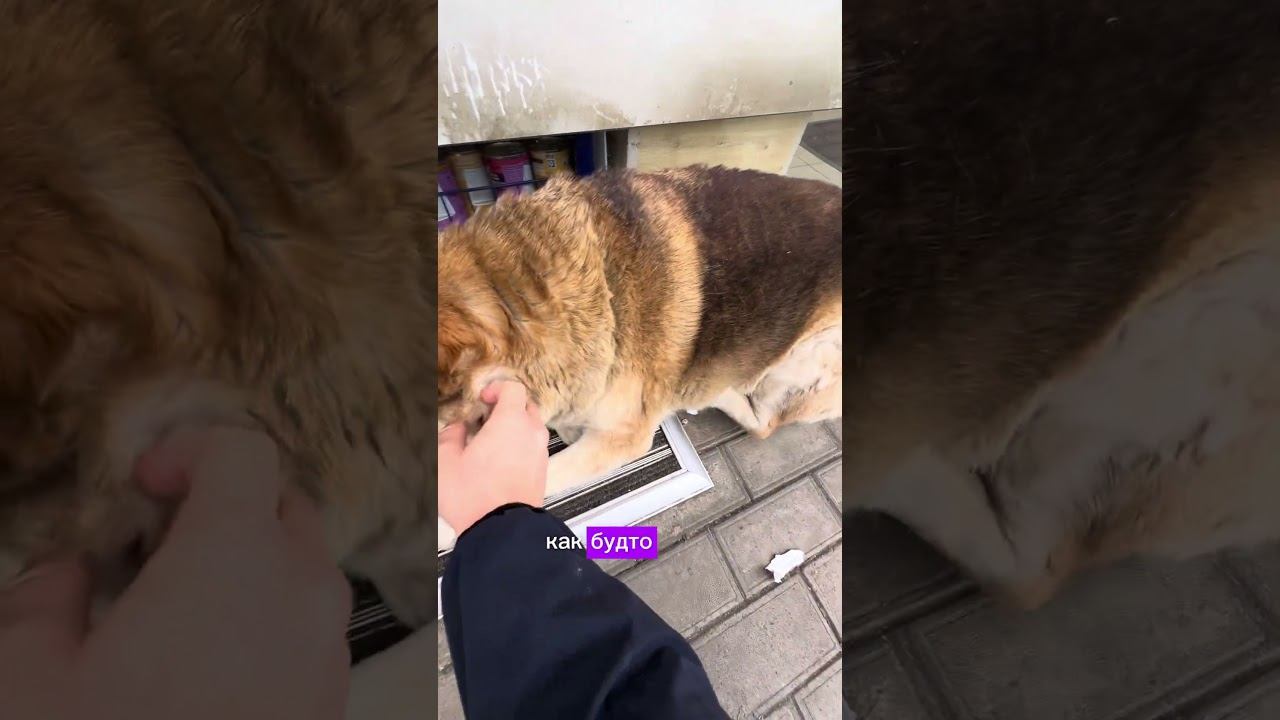 Собака Пёс Батон лежит на любимом месте#собака #собакабатон #dog #песбатон #жужа #батонбатуми