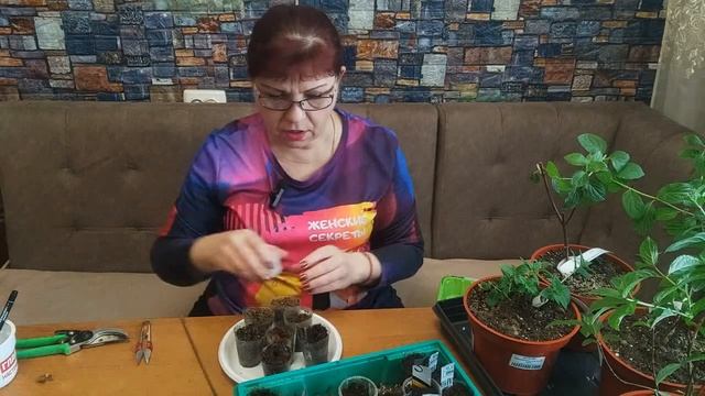 ГОРТЕНЗИЕВЫЙ ВИРУС. ЧЕРЕНКУЮ МЕТЕЛЬЧАТУЮ ГОРТЕНЗИЮ ЗЕЛЕНЫМ ЧЕРЕНКОМ.