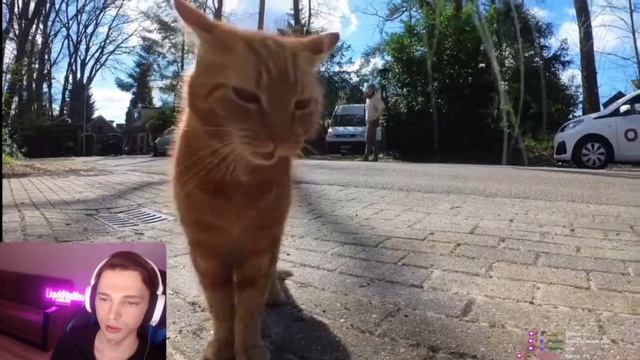 Liqvidhasyou  Смотрит похождения  котика с камерой