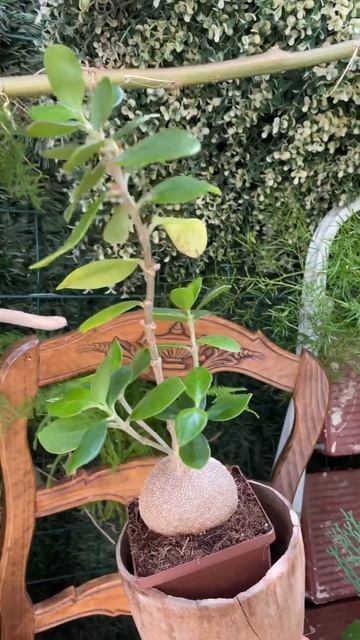Hydnophytum Papuanum  | Гиднофитум папуанум