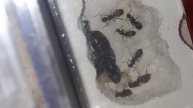 Camponotus Pennsylvanicus March 12, 2022