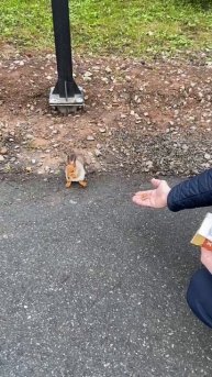 встретили 🐿️ на прогулке 15-04-2025.