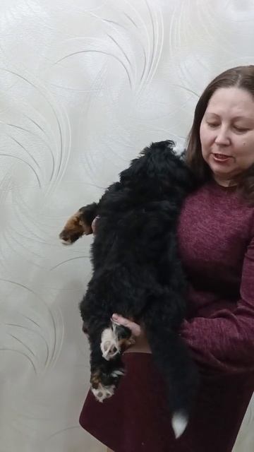 Дольче Вита щенок 2 месяца .mp4