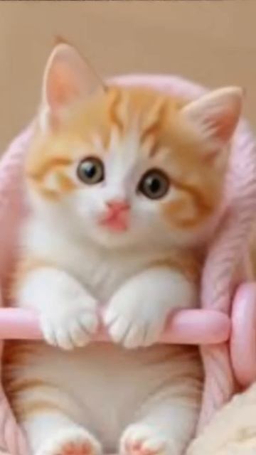 милота котёнок