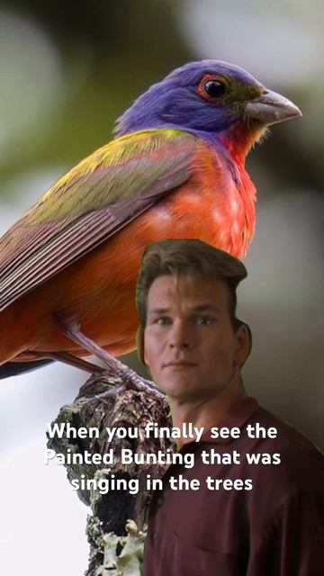 I  love you Painted Bunting. -Ditto. #birding #bird