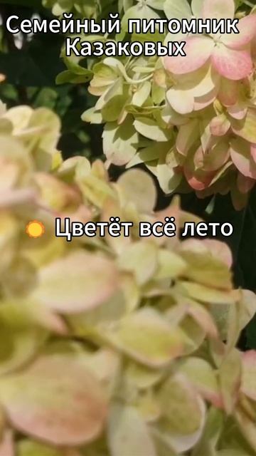 Граффити гортензия метельчатая