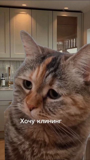 Кот хочет клининг