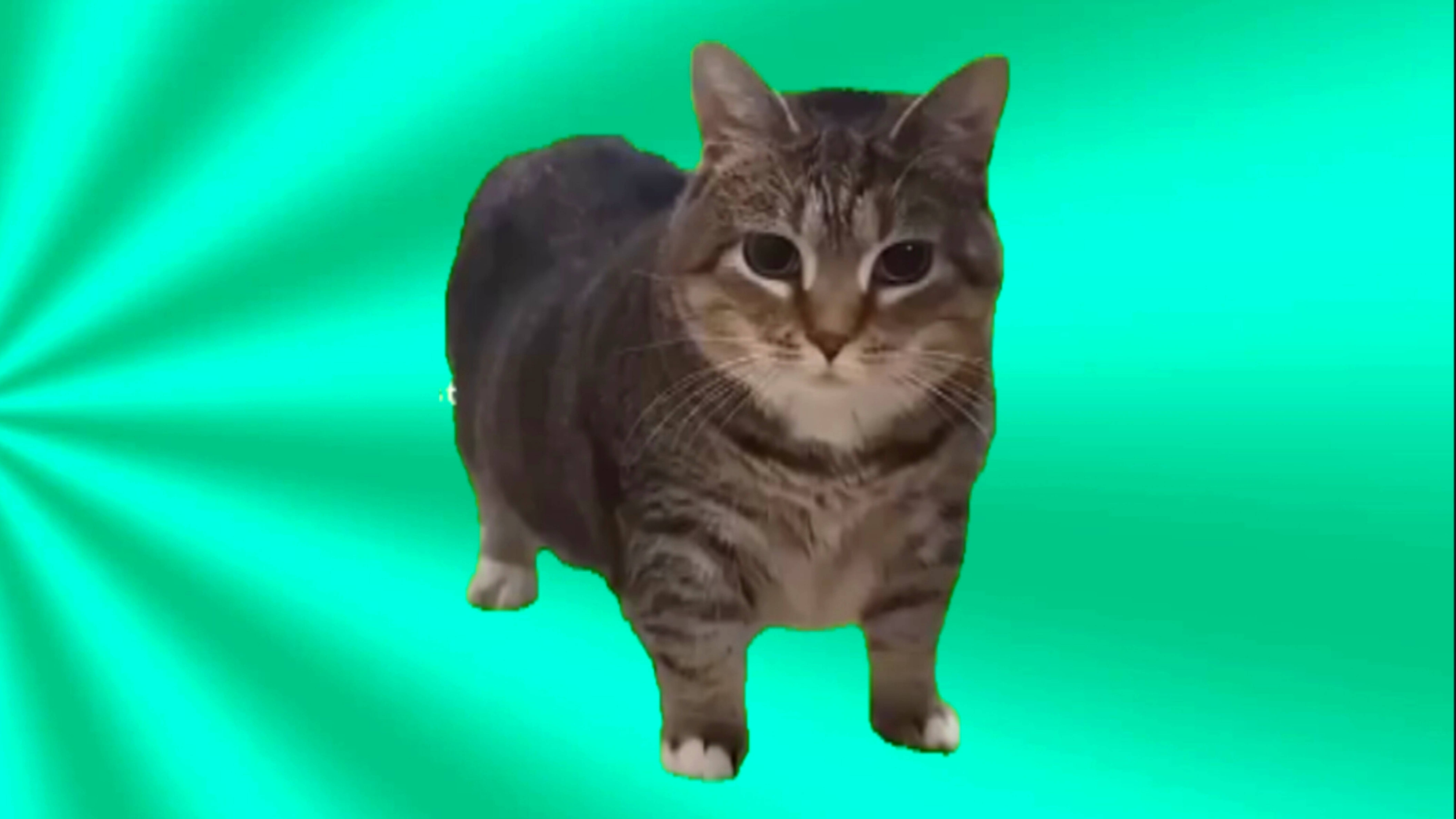 Музыка 2025 год (Spinning Cat)
