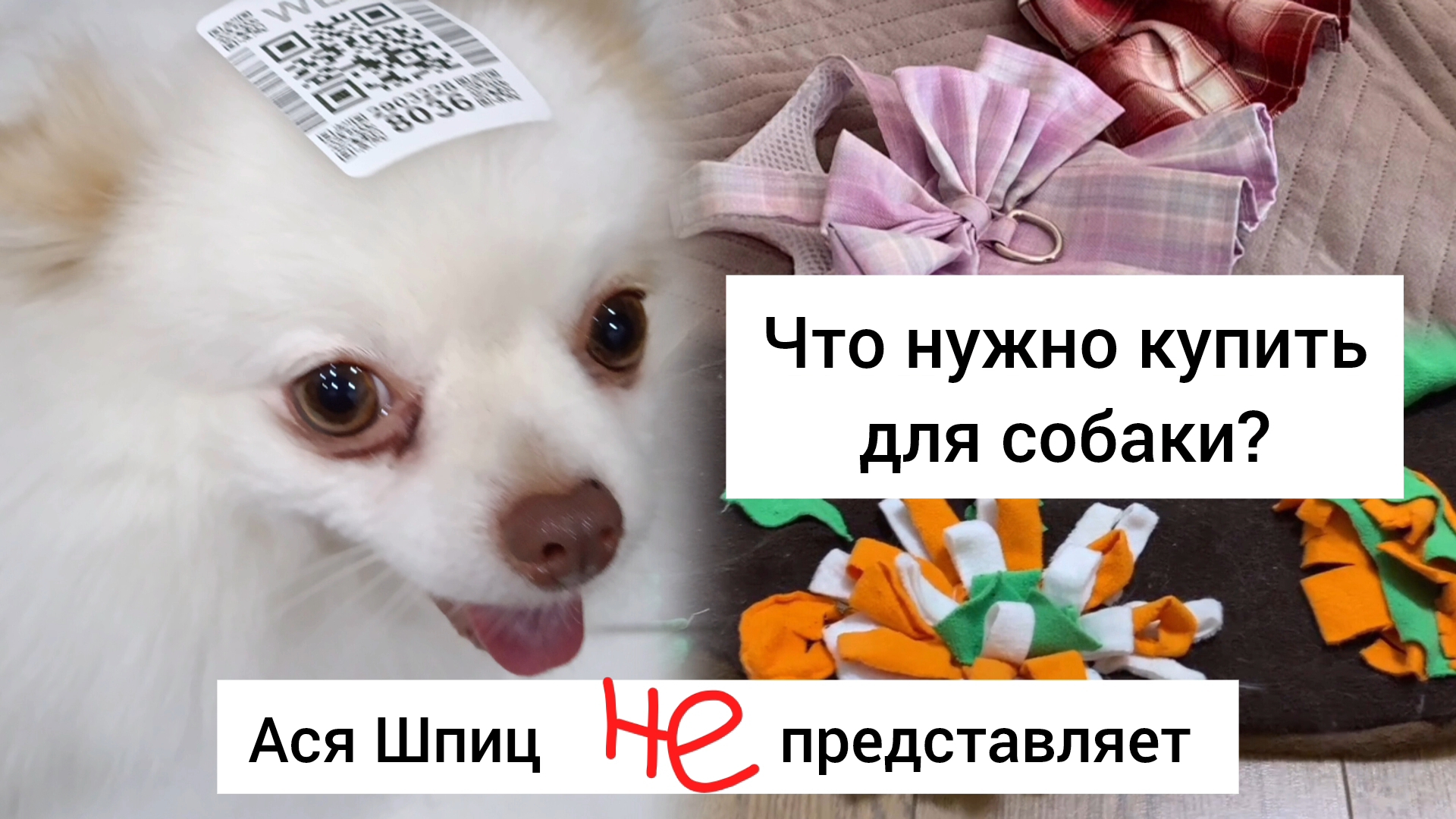 Что купить собаке? Список нужных вещей