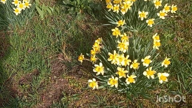 Первое апреля. Краснодарский край. Цветение нарциссов и гиацинтов.🌼🌼🌼