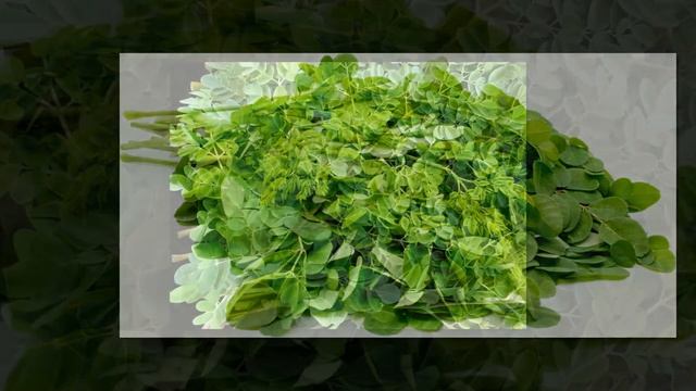 మునగాకు ప్రత్యేకతలు! | Specifics of Drumstick Leaves | Benefits and Uses of Moringa Leaves