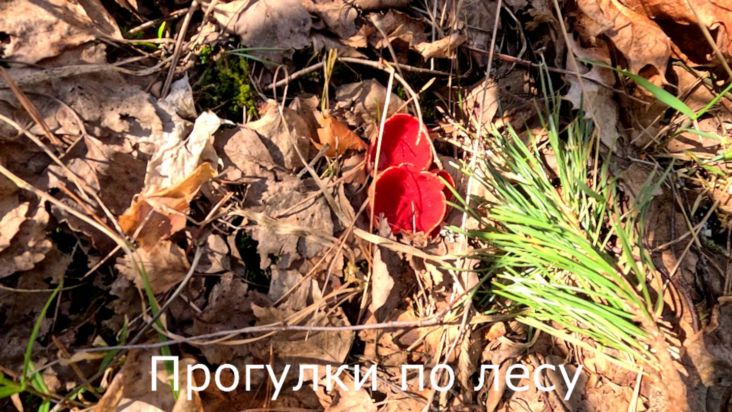 Прогулки по лесу. Все же я нашел саркосцифы на горках. Волчье лыко.