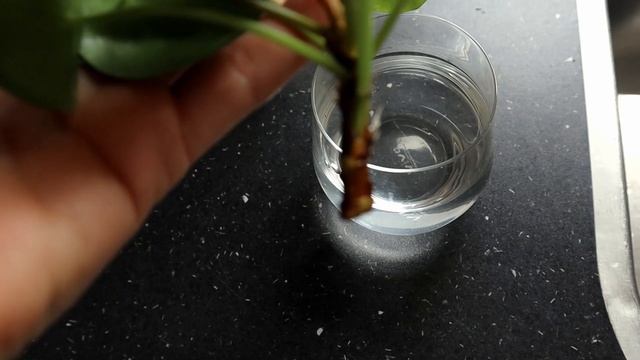 Pannenkoekenplant Stekken & Verzorgen - Hoe doe je dat?