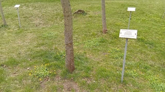 Oslavy 80.let osvobození, dobytí Kaliningradu.