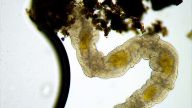 eolosoma