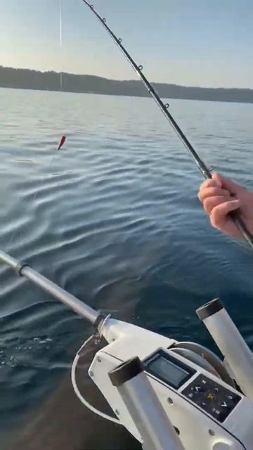 Puget Sound Pink Salmon #shorts #salmonfishing