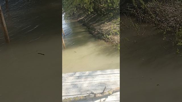 Рыбалка на Кубани воды всё больше и больше, С ДНЁМ РОЖДЕНИЯ ДЕНИС